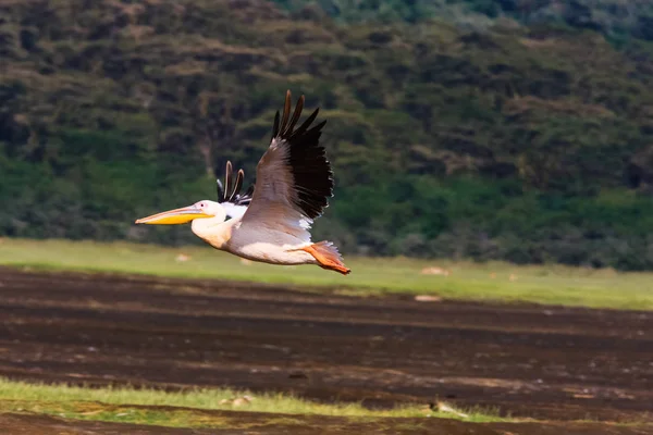 Pelican flyger. Nakuru i Kenya — Stockfoto