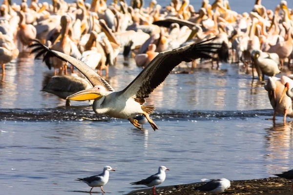 Pelican sitter på vattnet. Nakuru i Kenya. Afrika — Stockfoto