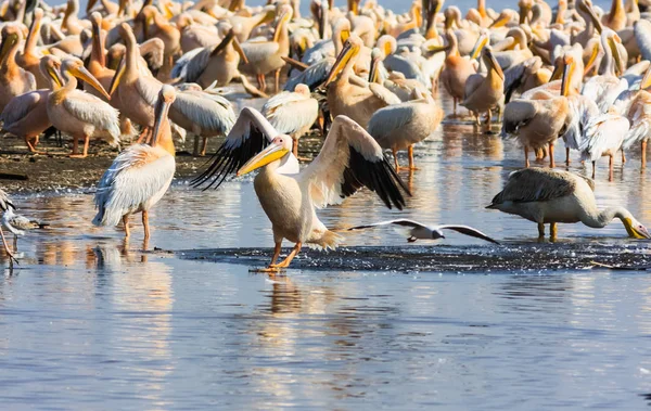 Pelikanen på vattnet. Kenya, Afrika — Stockfoto