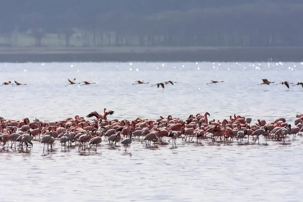 Gregge rosa nel lago di Nakuru. Kenya, Africa — Foto Stock