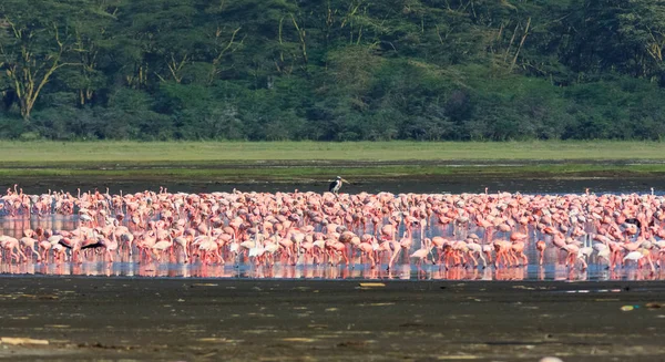 Rosafarbene Flamingos tummeln sich im Nakuru-See. kenia, östlichstes afrika — Stockfoto