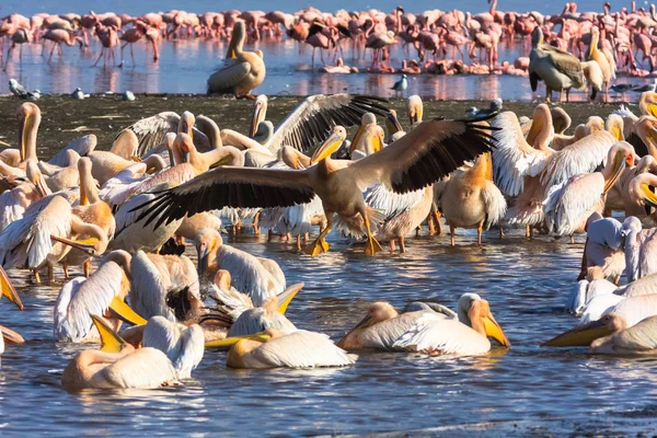 Pelican kommer att landa. Kenya, Afrika — Stockfoto