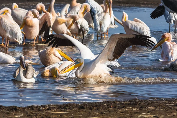 Pelican si siede sull'acqua. Nakuru, Kenya — Foto Stock