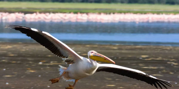 Pelikanvogel fliegt über den See. nakuru, kenya — Stockfoto