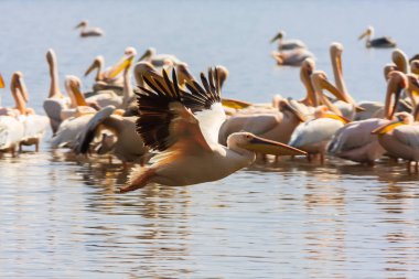 Göl kıyısında Pelikan sürüsü. Kenya, Afrika