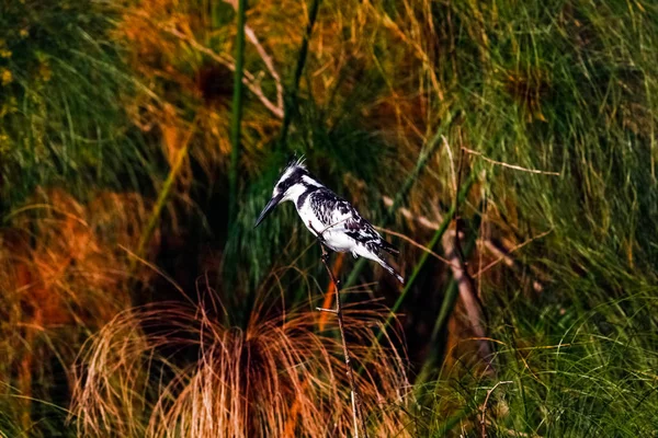 Un pescar alb-negru în ambuscadă. Naivasha, Kenya — Fotografie, imagine de stoc