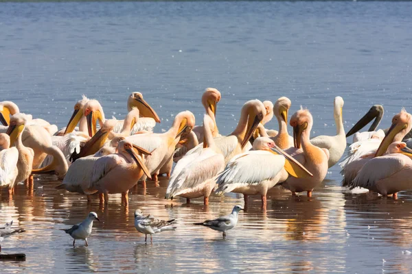 En flock pelikaner på stranden av sjön. Nakuru i Kenya — Stockfoto