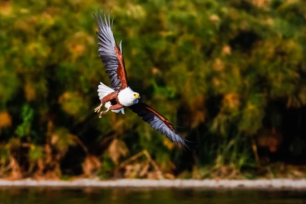 Φέρουν ψαράς αετός πάνω από τη λίμνη. Ναϊβάσα της Κένυας — Φωτογραφία Αρχείου