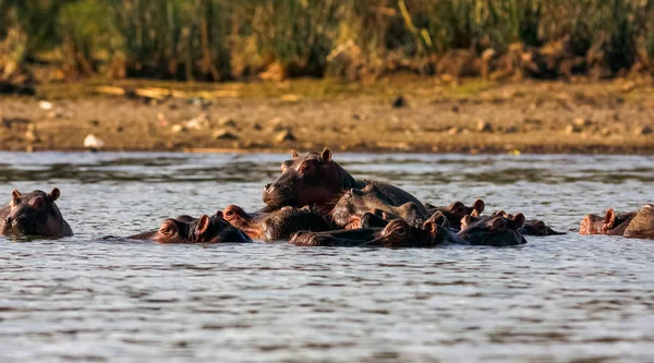 Hipopótamos y familia Naivasha. Kenia, África — Foto de Stock