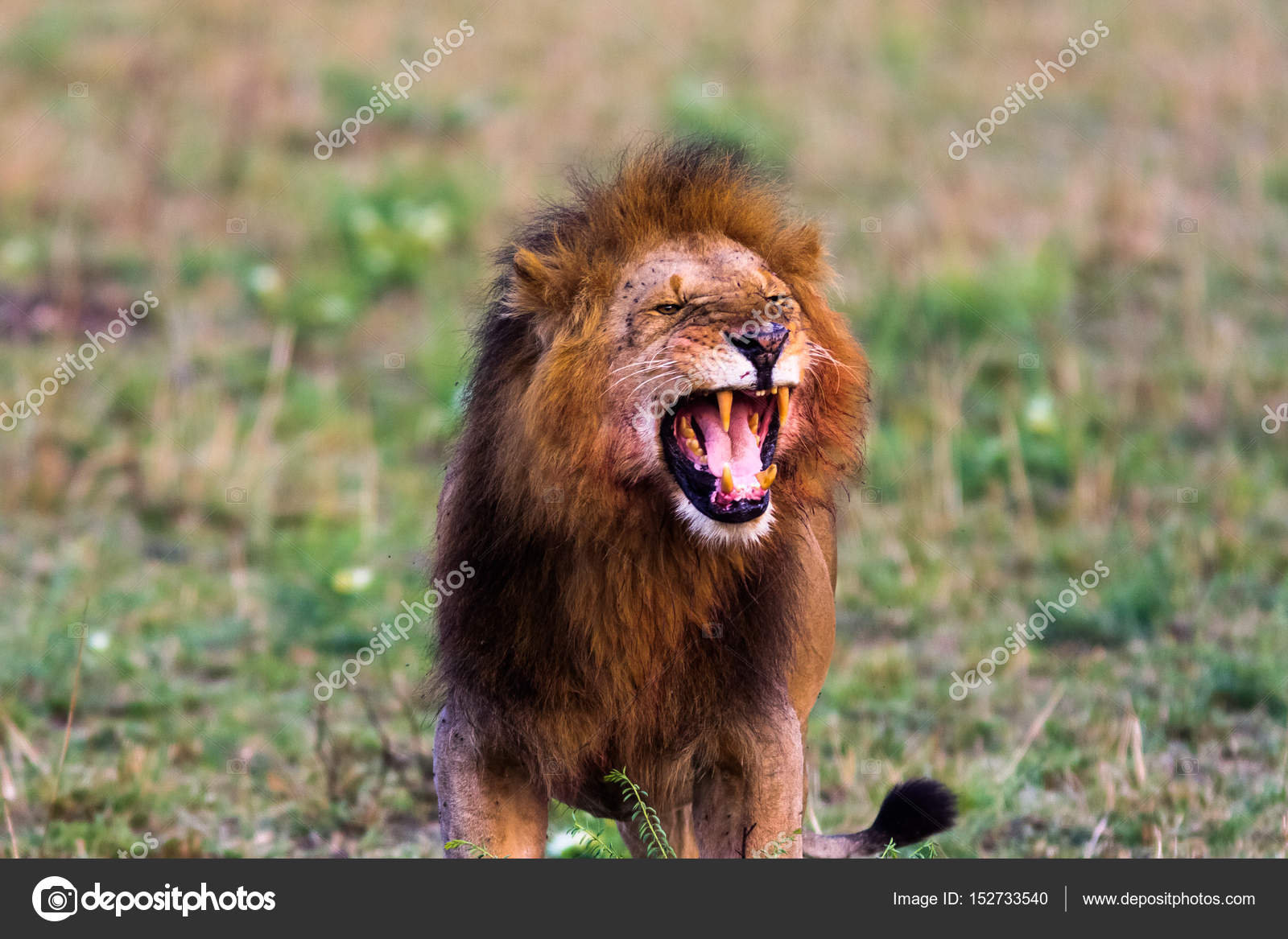 RUGGITO LEONE GRATIS SCARICARE
