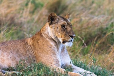 Portrait of a resting lioness on grass. Kenya, Africa clipart