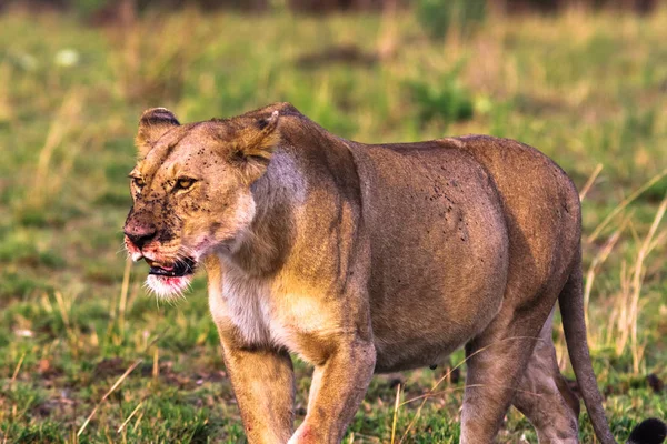 Duże lwica w savannah. Masai Mara, Kenia — Zdjęcie stockowe