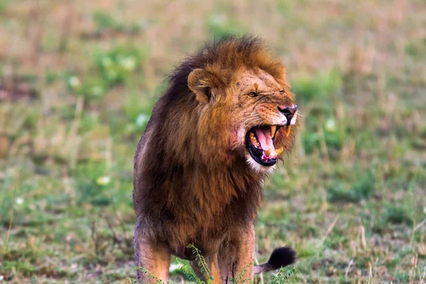 Korkunç kükreme bir Afrika aslanı. Masai Mara, Kenya
