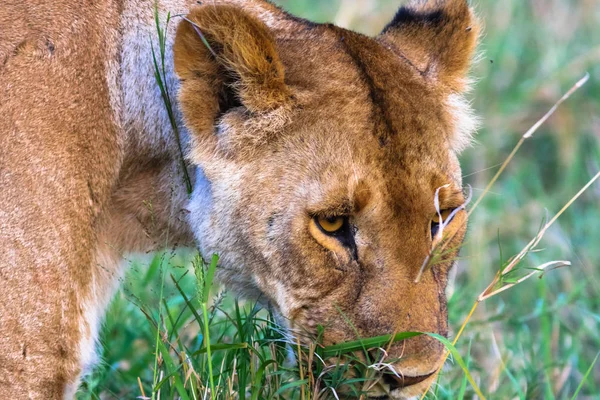 Głowa duża lwica. Kenia, Afryka — Zdjęcie stockowe