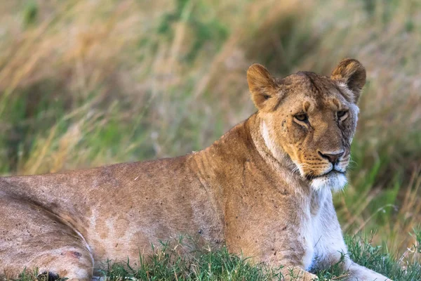 Portréja egy pihenő oroszlán a fű. Maszáj Mara, Kenya — Stock Fotó