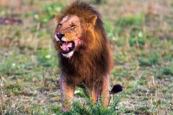 Děsivý řev lva. Masai Mara, Keňa — Stock fotografie
