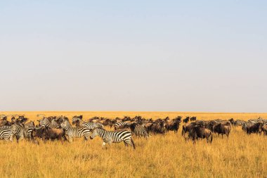 Savannah otobur. Büyük göç. Kenya, Masai Mara.