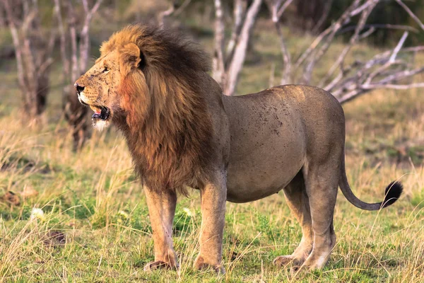 El gato más grande de África. Kenia, Masai Mara —  Fotos de Stock