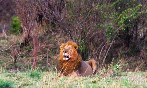 Gyönyörű afrikai oroszlán. Kenya. — Stock Fotó