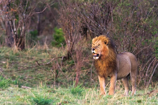 African lion. Masai Mara, Kenya — Stock Photo, Image