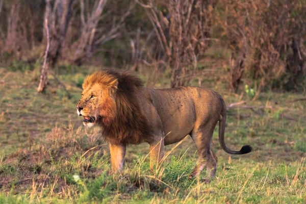 Een reusachtige Leeuw in de savanne. De eigenaar van de savanne. Kenia, Afrika — Stockfoto