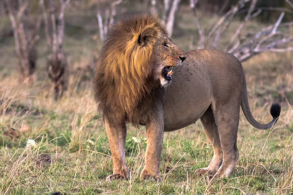 Ogromny Lwa w savannah. Masai Mara. Afryka — Zdjęcie stockowe