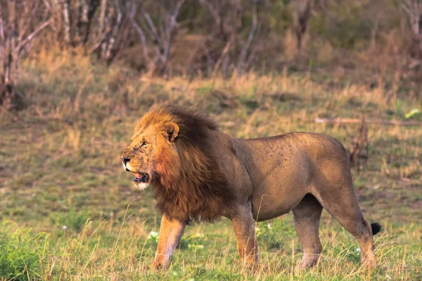 De eigenaar van de savanne. Kenia, Afrika — Gratis stockfoto