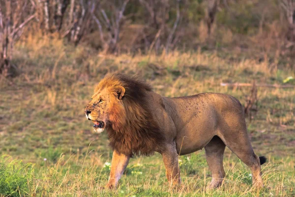 O dono da savana. Quénia, África — Fotografia de Stock Grátis