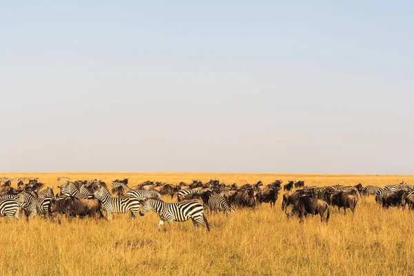 Savannah herbivores. Great migration. Kenya, Masai Mara. — Stock Photo, Image