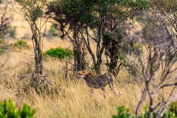 Cheetah ormanın gider. Kenya, Afrika — Stok fotoğraf