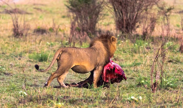 The lion bears prey in the bush. Kenya, Africa