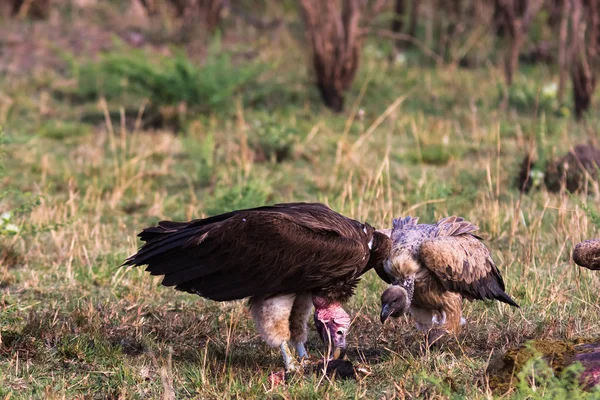 Vulturul din Masai Mara. Kenya, Africa — Fotografie, imagine de stoc