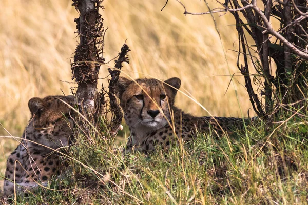 Gheparzi speriaţi Serengeti. Masai Mara, Kenya — Fotografie, imagine de stoc