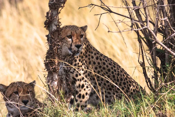 Cheetahs Serengeti. Kenya, Afrique — Photo