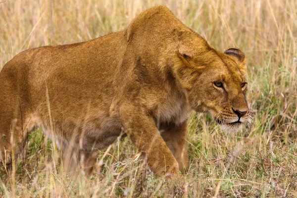 Lwica wkrada się do ofiary. Afryka — Zdjęcie stockowe