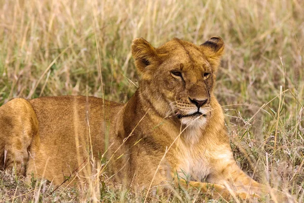 Çimenlerin üzerinde dinlenme dişi aslan. Kenya, Afrika