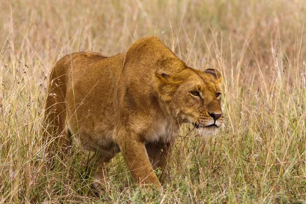 A leoa rasteja até à presa. Quénia, África — Fotografia de Stock