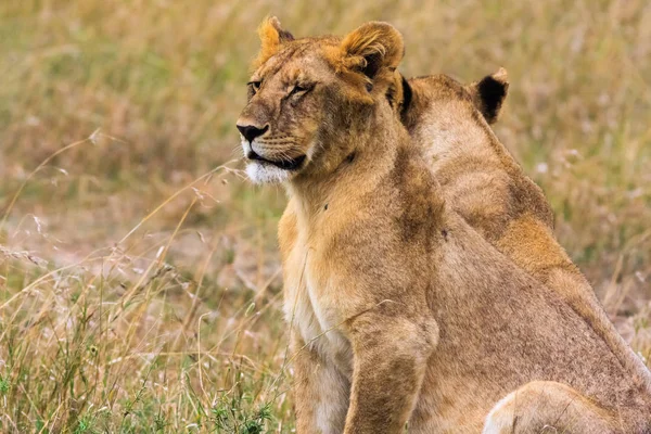 Pequeño león en la sabana. Masai Mara, Kenia — Foto de stock gratuita