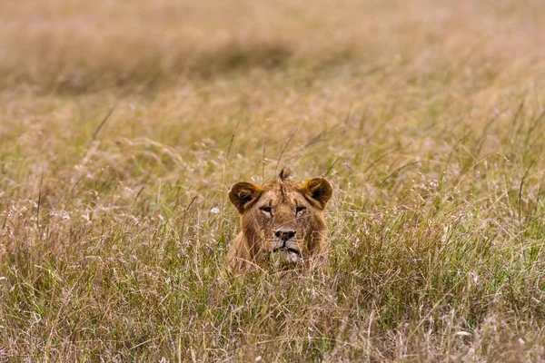 Leul tânăr în iarba groasă. Masai Mara, Kenya — Fotografie, imagine de stoc