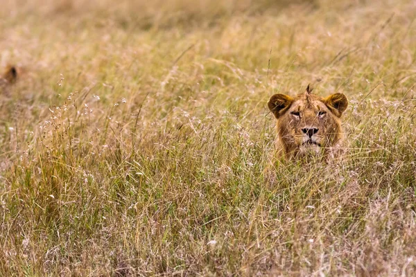 Leul în iarba groasă. Masai Mara, Kenya — Fotografie, imagine de stoc