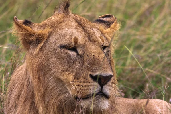 Cabeça de um leão jovem. Quénia, África — Fotografia de Stock