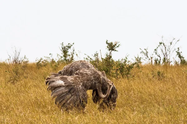 A avestruz africana fêmea. Dança de casamento. Quénia, África — Fotografia de Stock