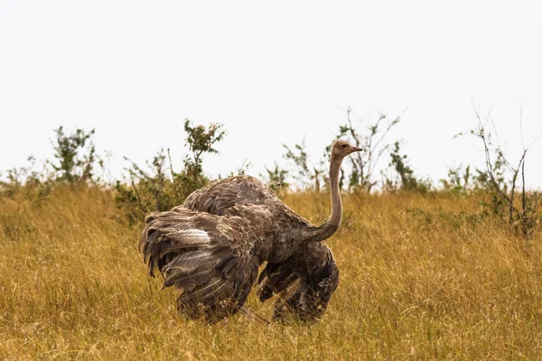 Strutul african cu aripi întinse. Kenya, Africa — Fotografie, imagine de stoc
