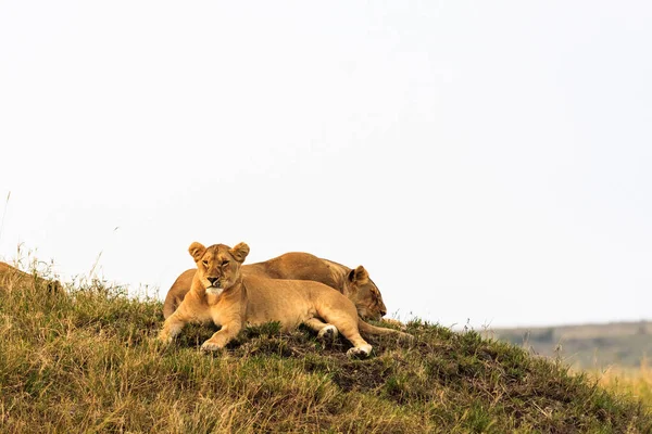 Dois filhotes de leão descansam na colina. Masai Mara, Quénia — Fotografia de Stock