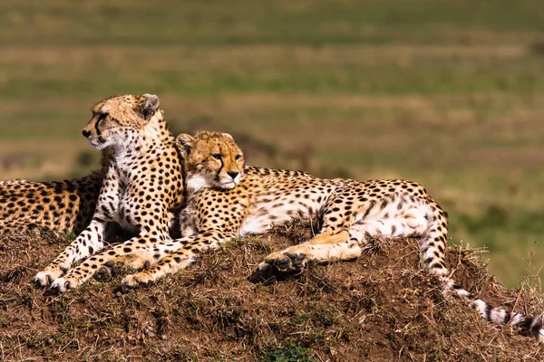 Doi gheparzi se uită la savană. Dealurile Masai Masra, Kenya — Fotografie, imagine de stoc