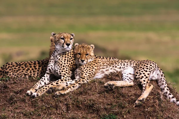 La famille des guépards. Savane du Serengeti, Afrique — Photo
