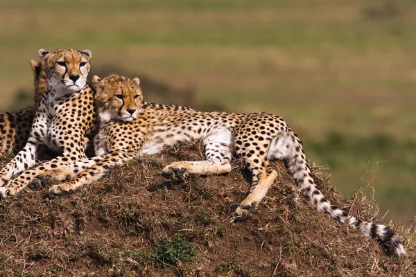 Η οικογένεια τσιτάχ. Στους λόφους του πάρκου Serengeti, Αφρική — Φωτογραφία Αρχείου