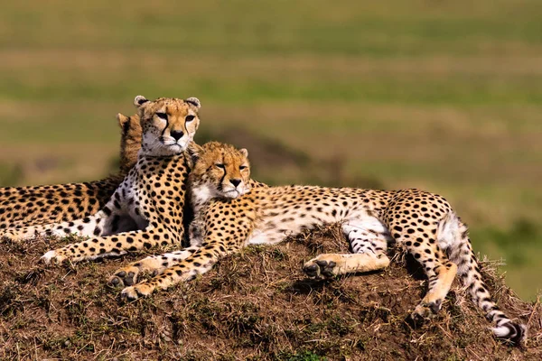 A família das chitas está a ver. Hills of Serengeti, África — Fotografia de Stock