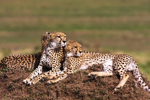 La famille des guépards. Collines du Serengeti, Afrique — Photo