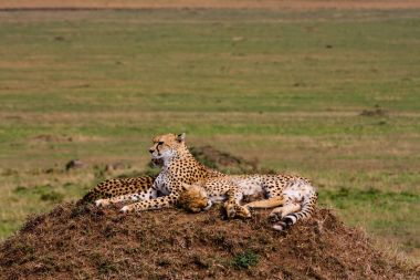 İki çita savana izliyor. Masai Mara, Afrika'nın tepeleri